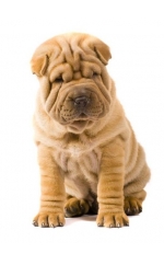 Estores impresos de animales REF 196